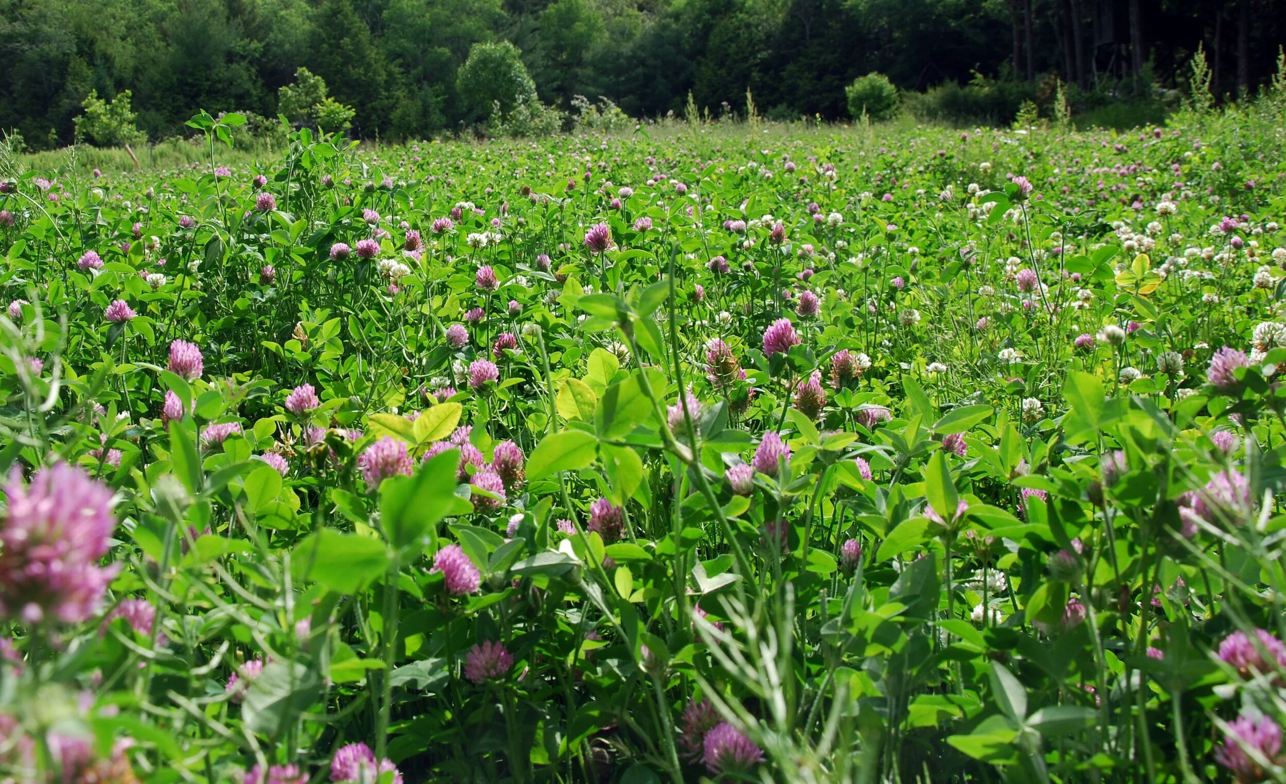 Red Clover, nourisher and nurturer 