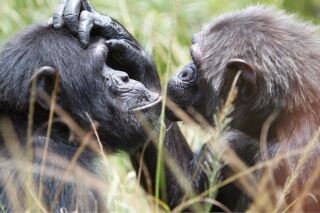 two-apes.jpg