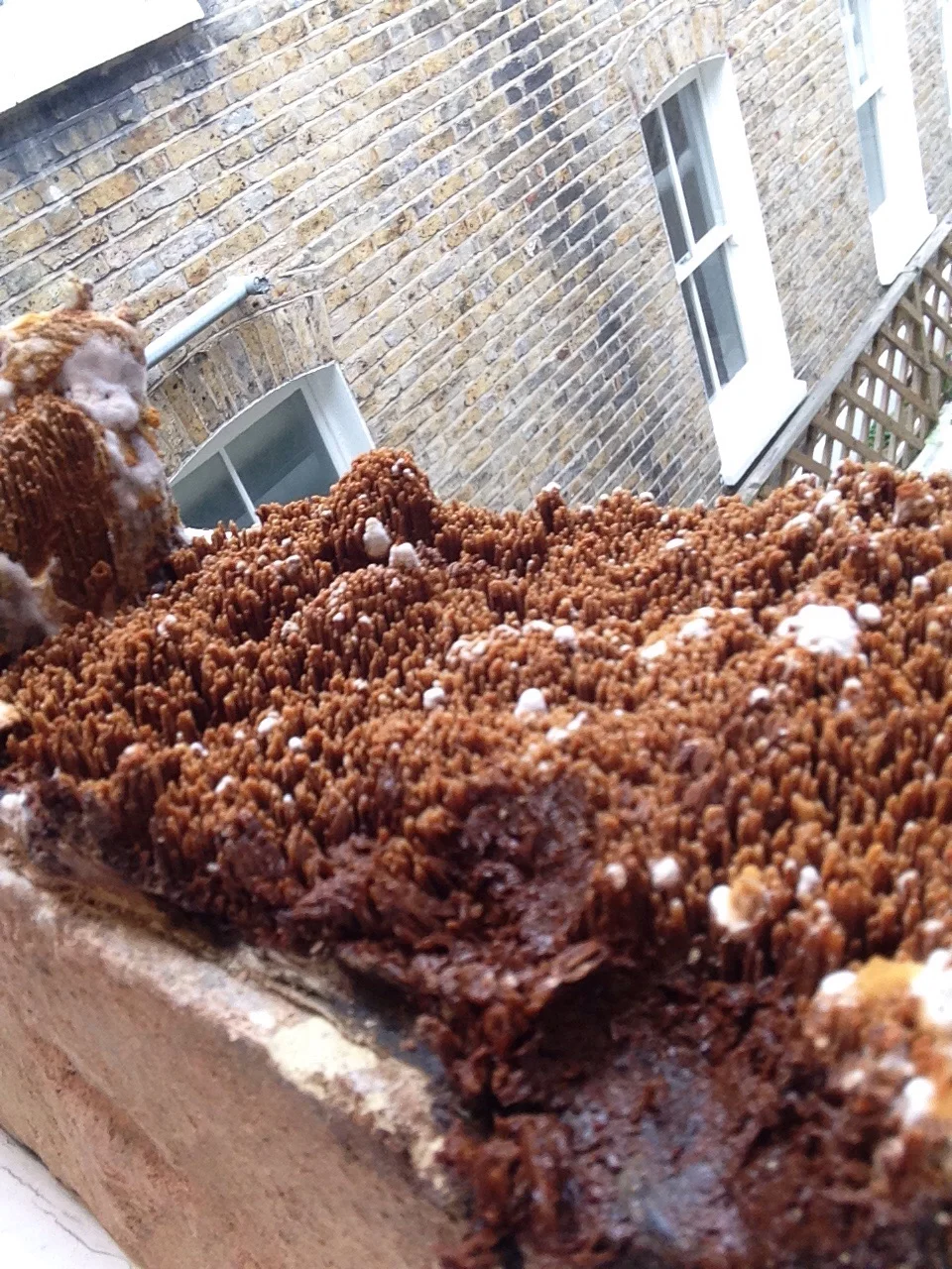 Alliance Preservation. Damp Proofing, Condensation, Timber Treatment