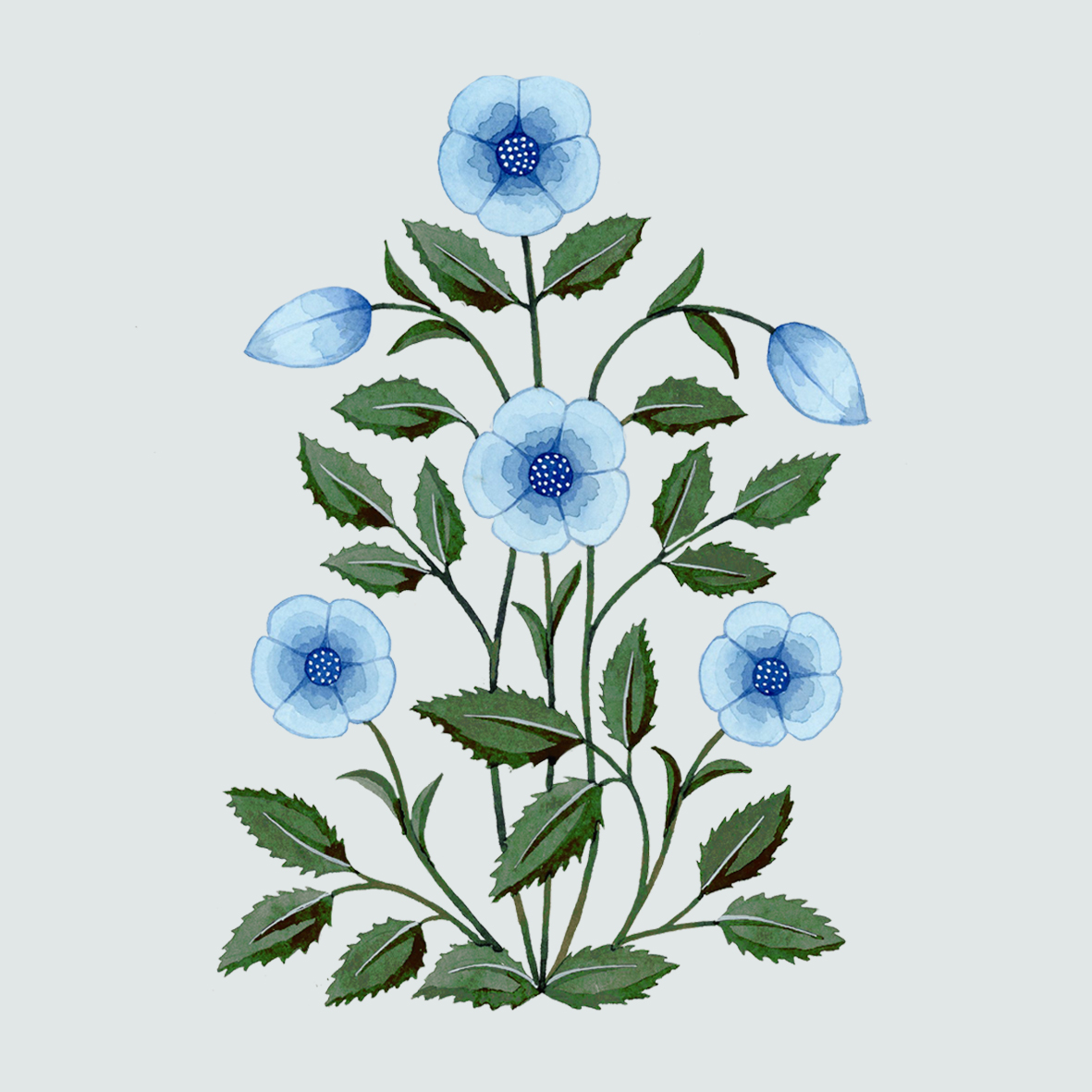 Morning Glory