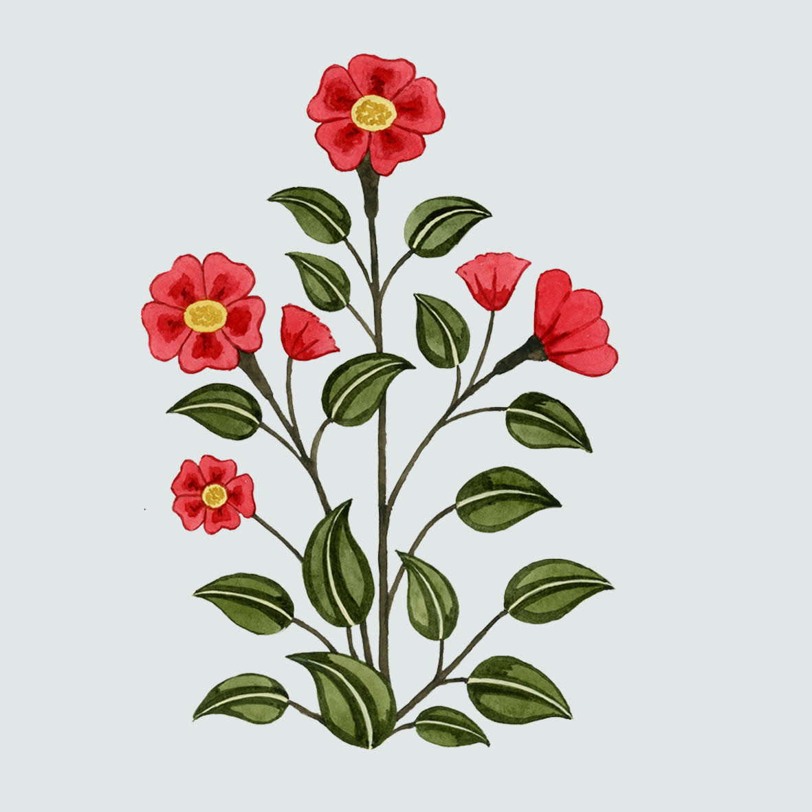 Carnation