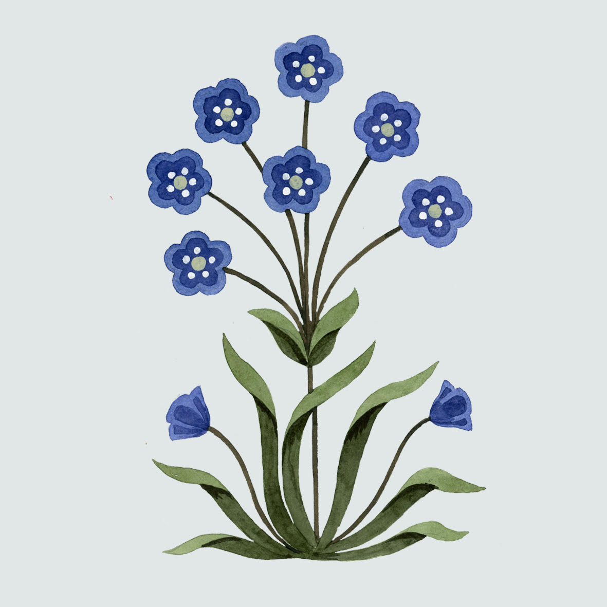 Cornflower