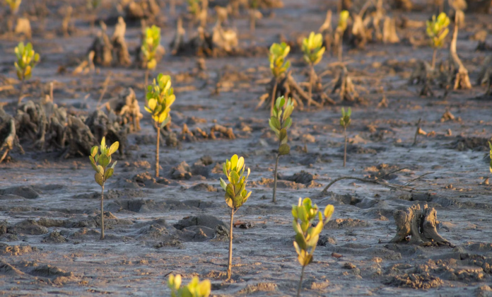 Mangrove seedlings planted