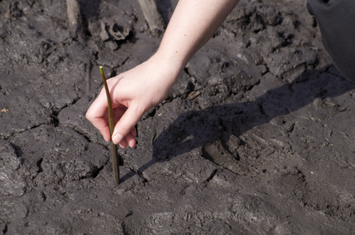 Planting a mangrove tree 