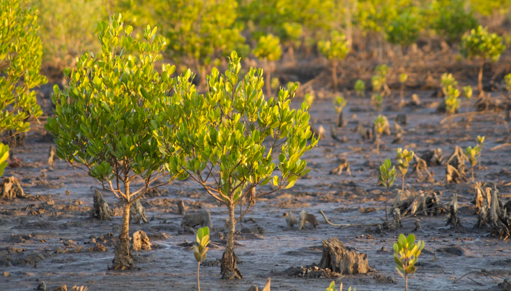 Mangrove trees in Mozambique 