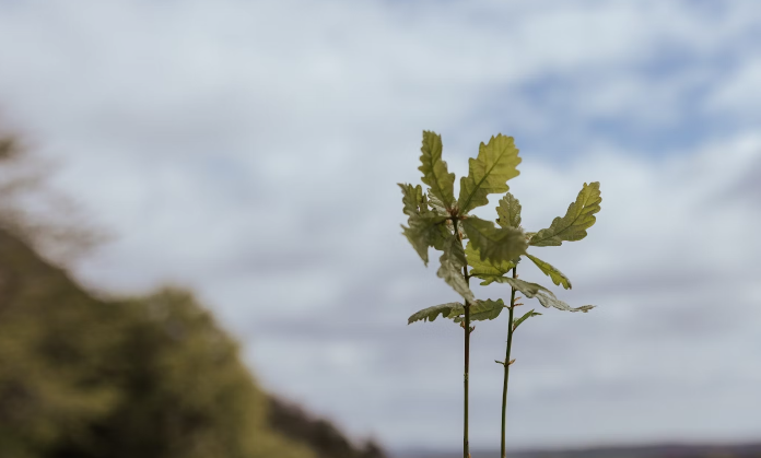 Image of a tree sapling