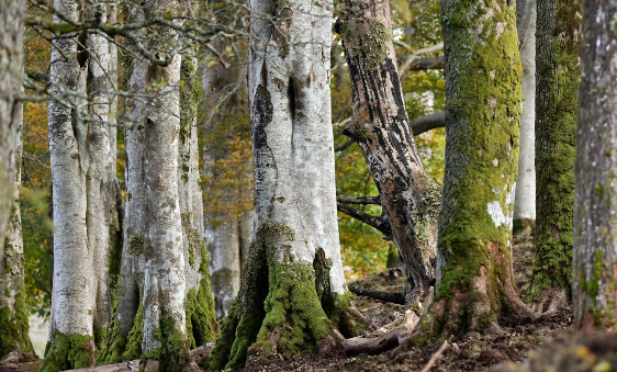 November's Climate Action