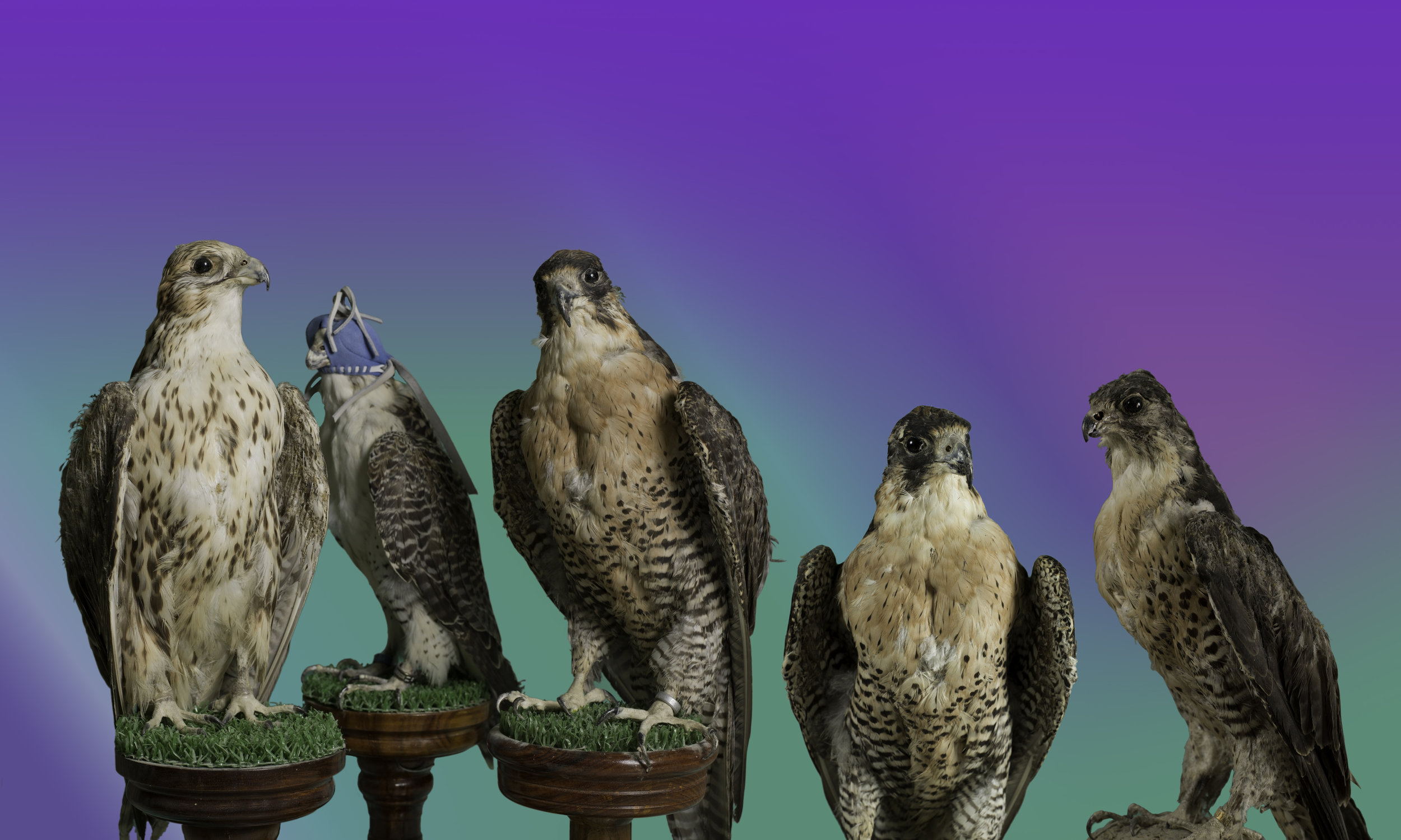 ChristtoAndrew.BirdsOfParadise.jpg