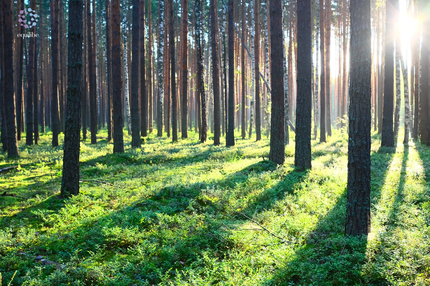 equilibe_forest_bathing.jpg