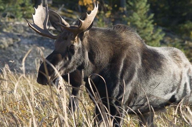 bull moose COREY JACKSON (1).jpeg