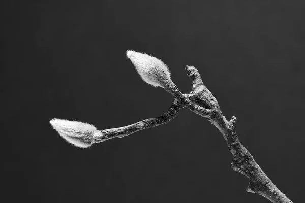 The bewildered bud
