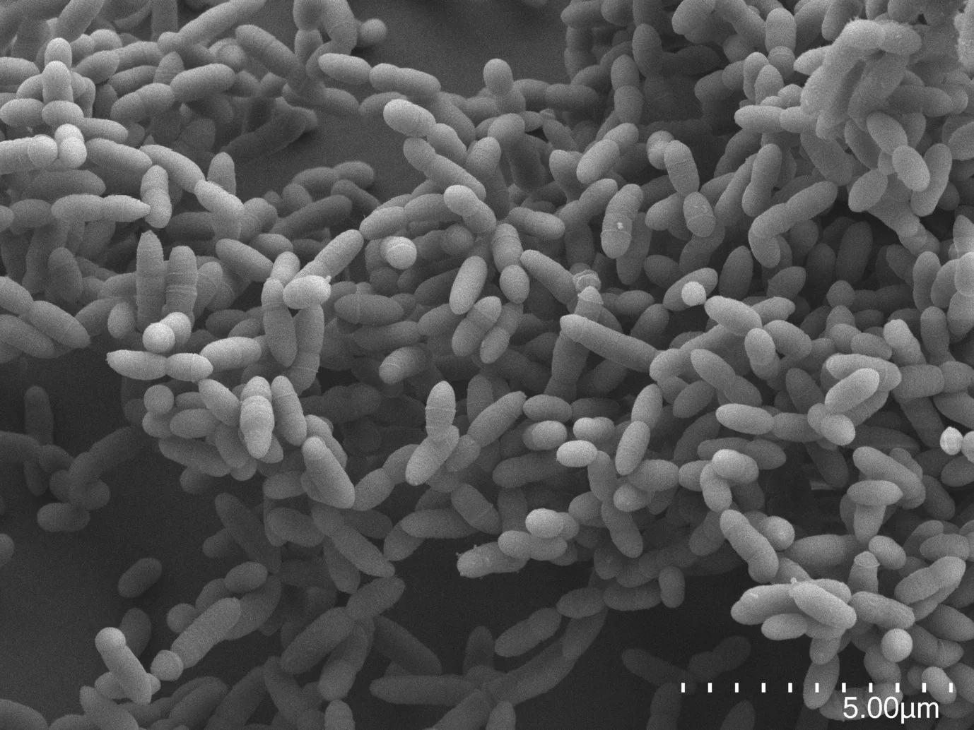 Uncharted Archaea Territory