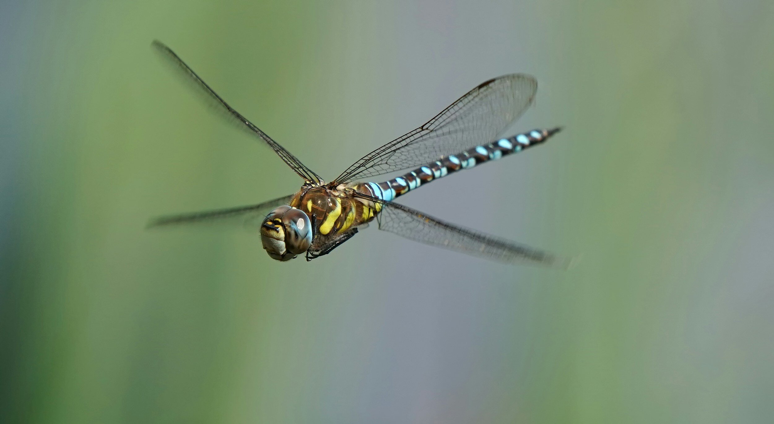 Dragonfly #signs