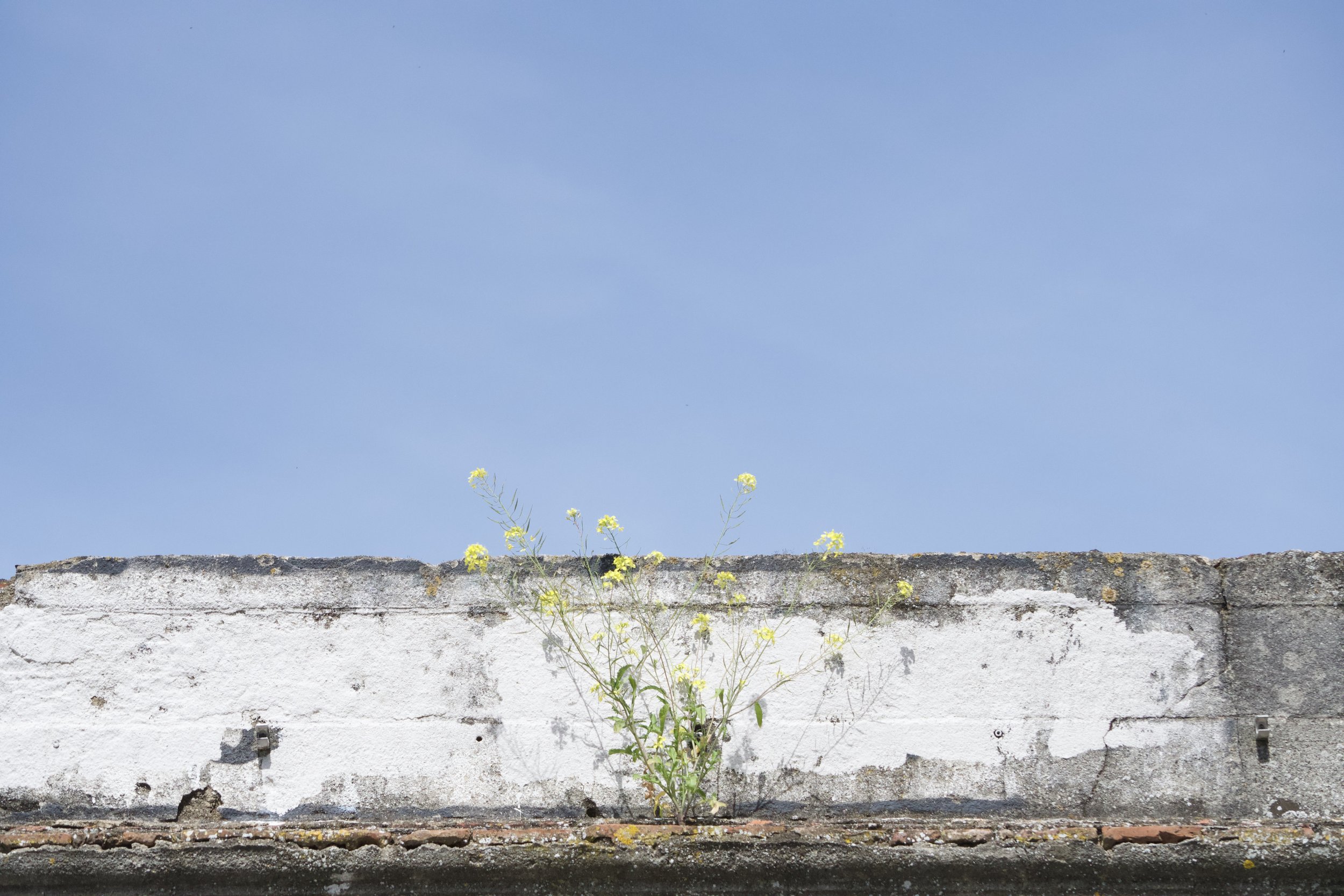 DSC_1551.jpeg