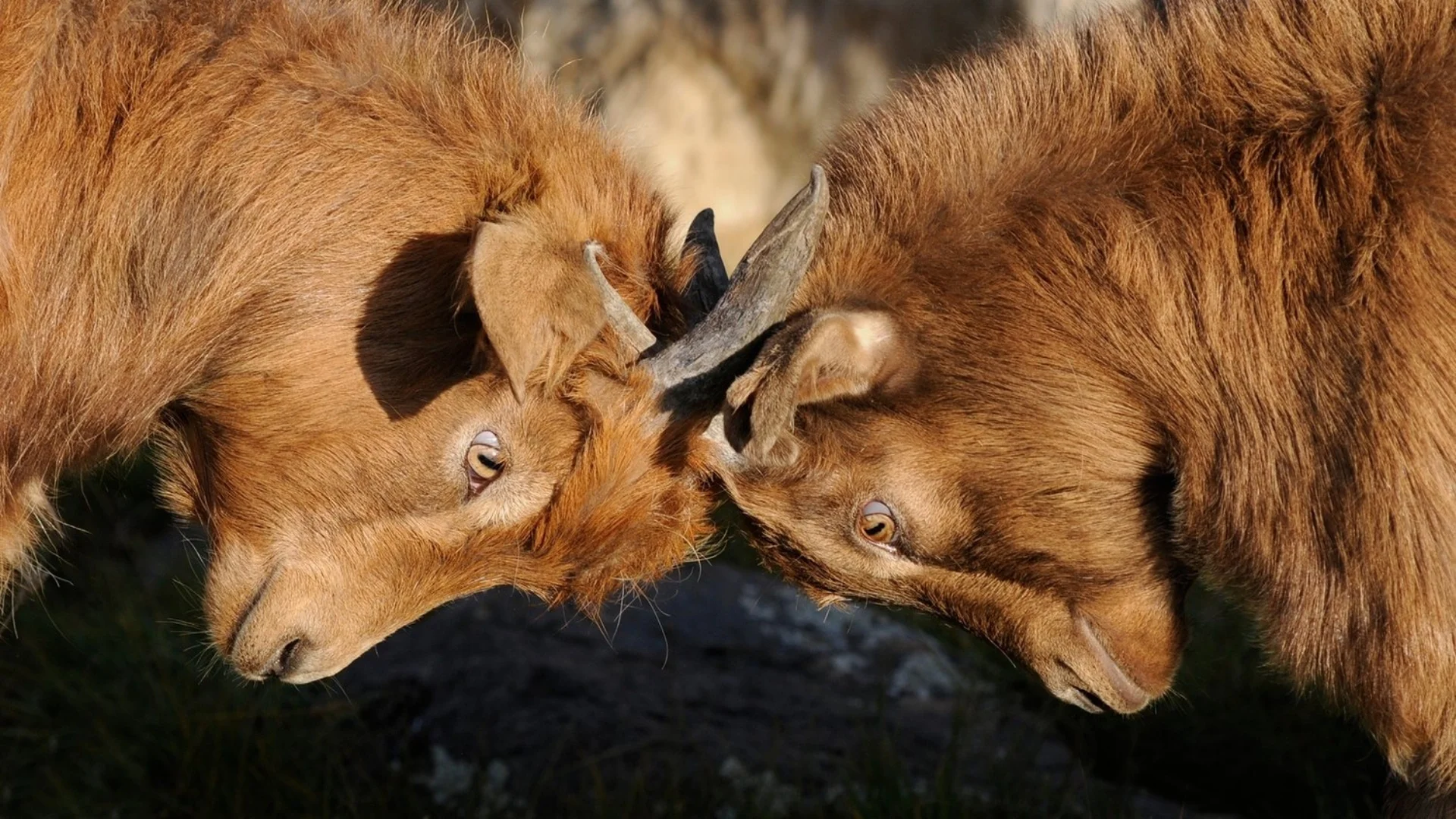 goat-fighting.jpg