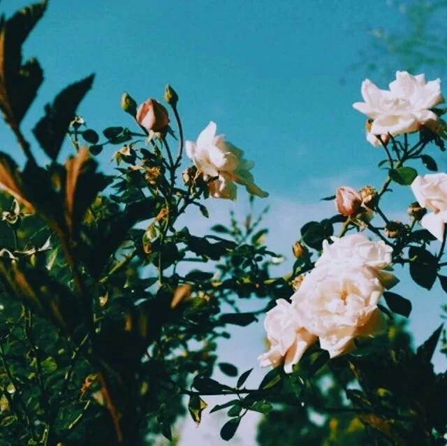 We can&rsquo;t wait for the wild roses to return 💗 #summer vibes in the air at @the_source_space