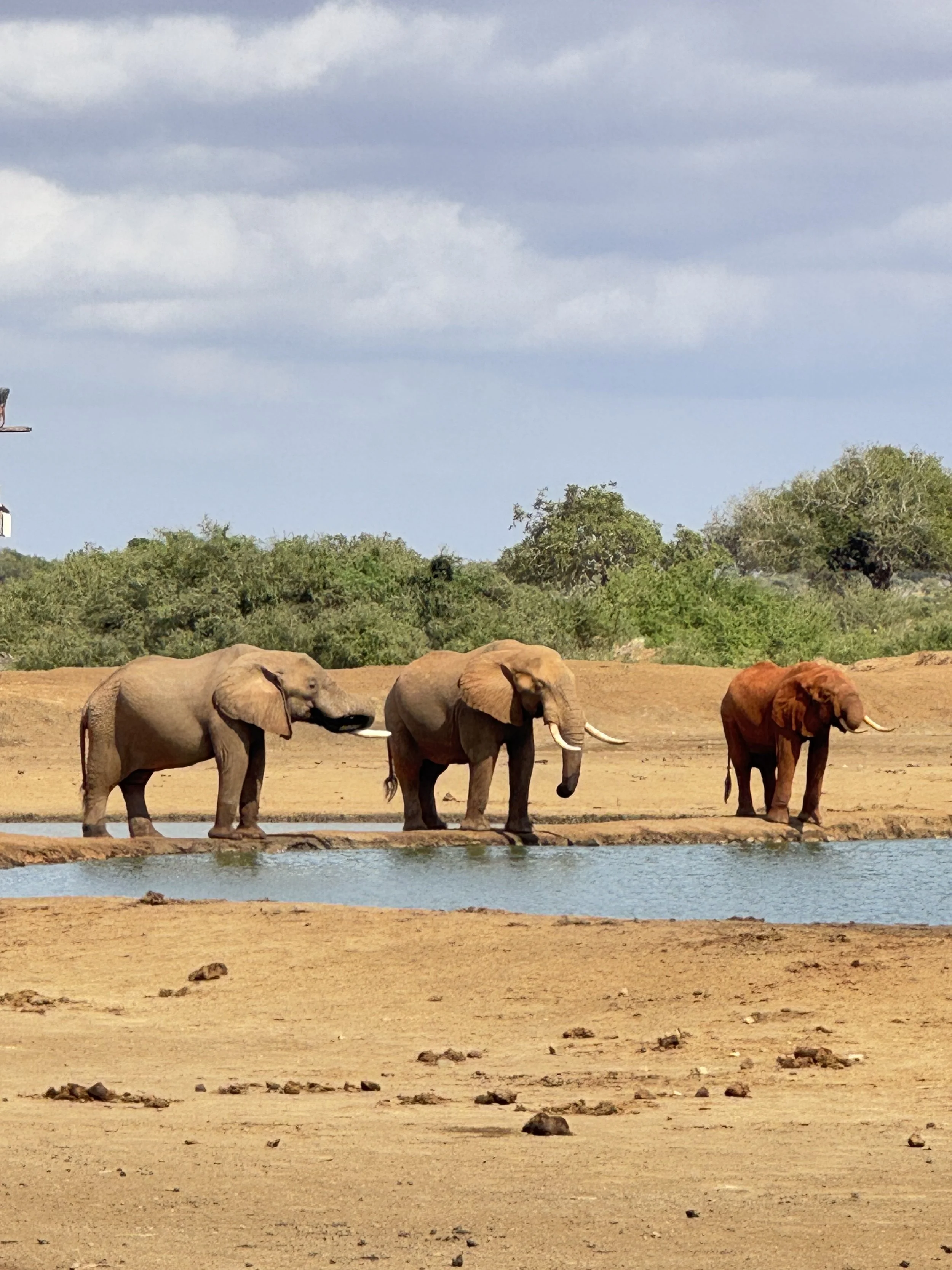Life Lessons from a Kenyan Elephant