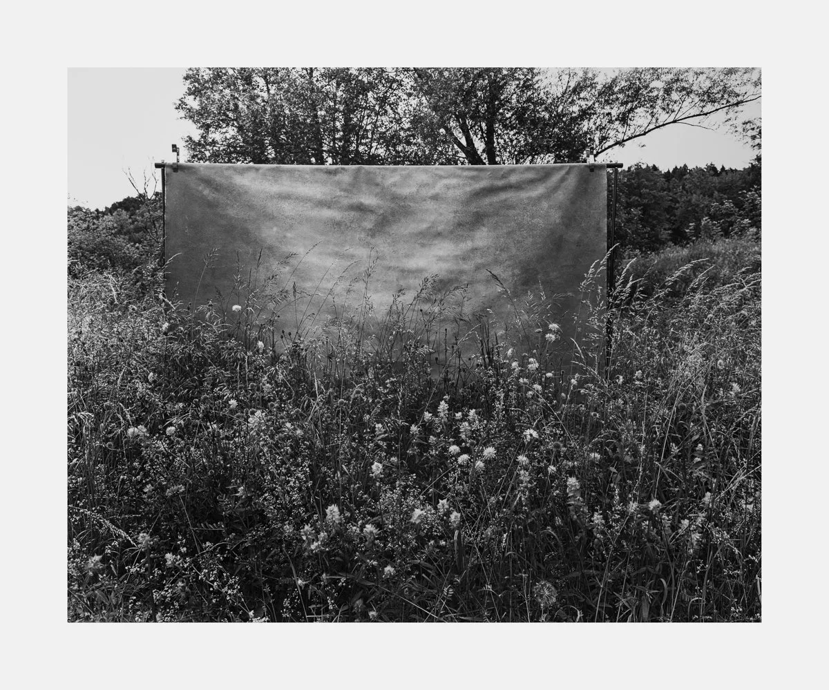 Meadow #5, July 2025.jpg