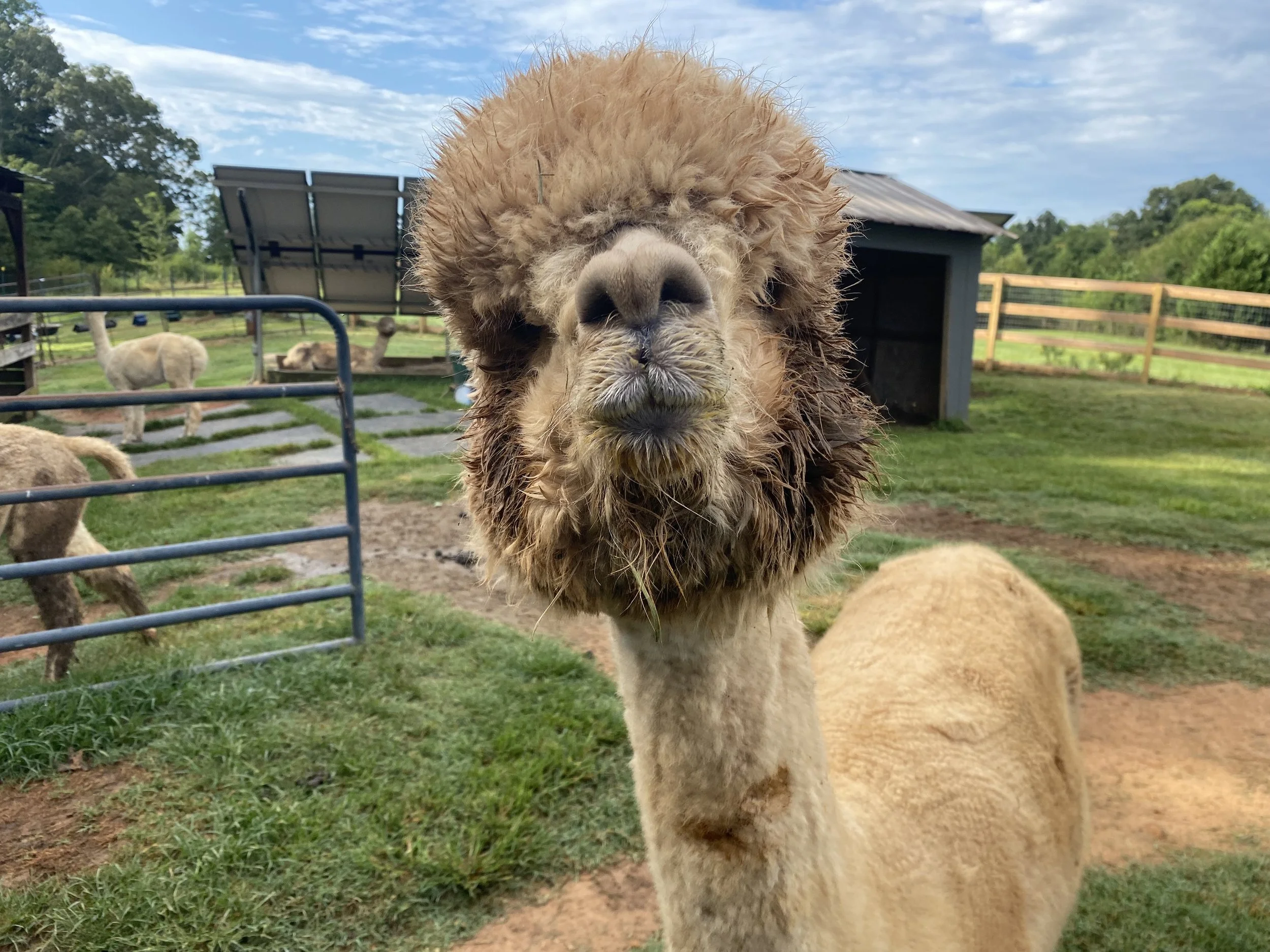 Alpaca Yoga-What Was I Thinking?