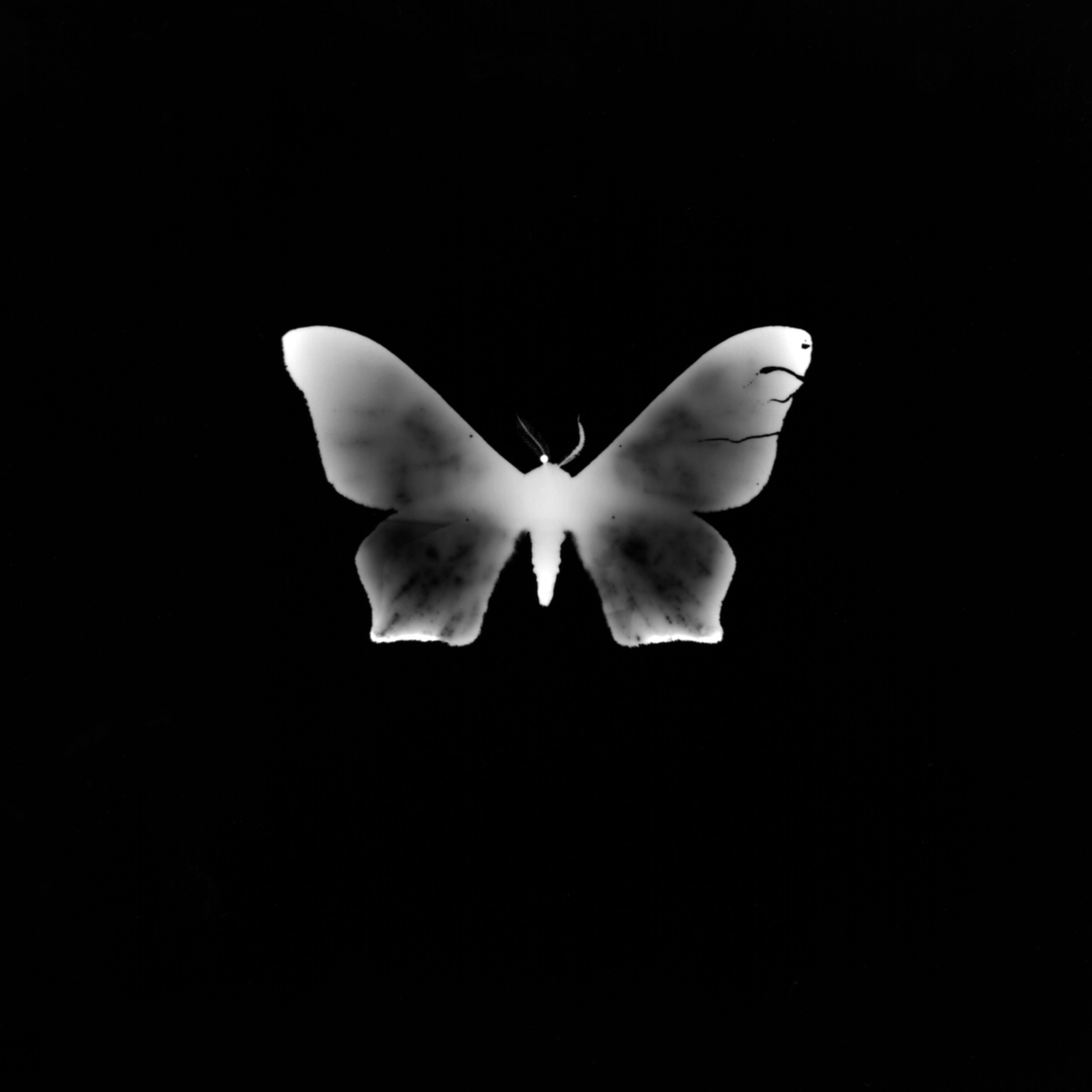 moth2AUB.jpg