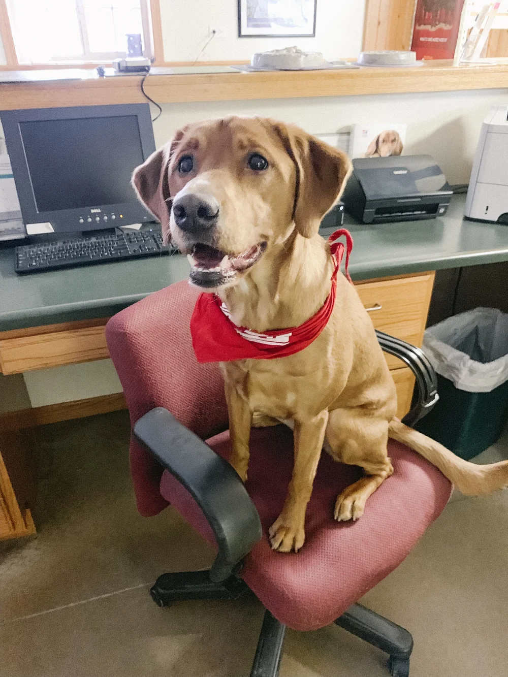 Copy of ABOUT — MCKENNA'S VETERINARY SERVICE