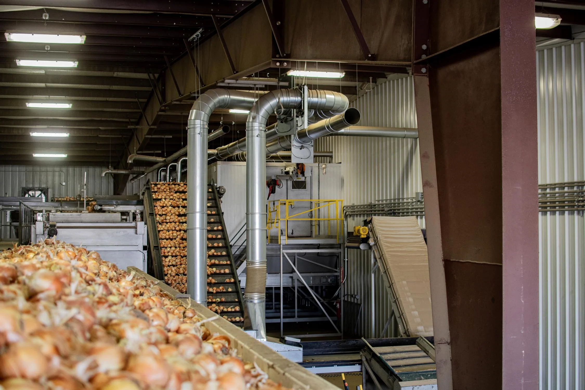 Eqraft_Modesta_Symach_Biometic_Eqrader_Optical_Onion_Potato_Grader_Binhandling_Combination_Scale_Weigher_Baxmatic_Autobagger_Cratefiller_Consumer_Packs_Baling_Line_01_Blue_Sky_Onions_NC1A_9058.jpg