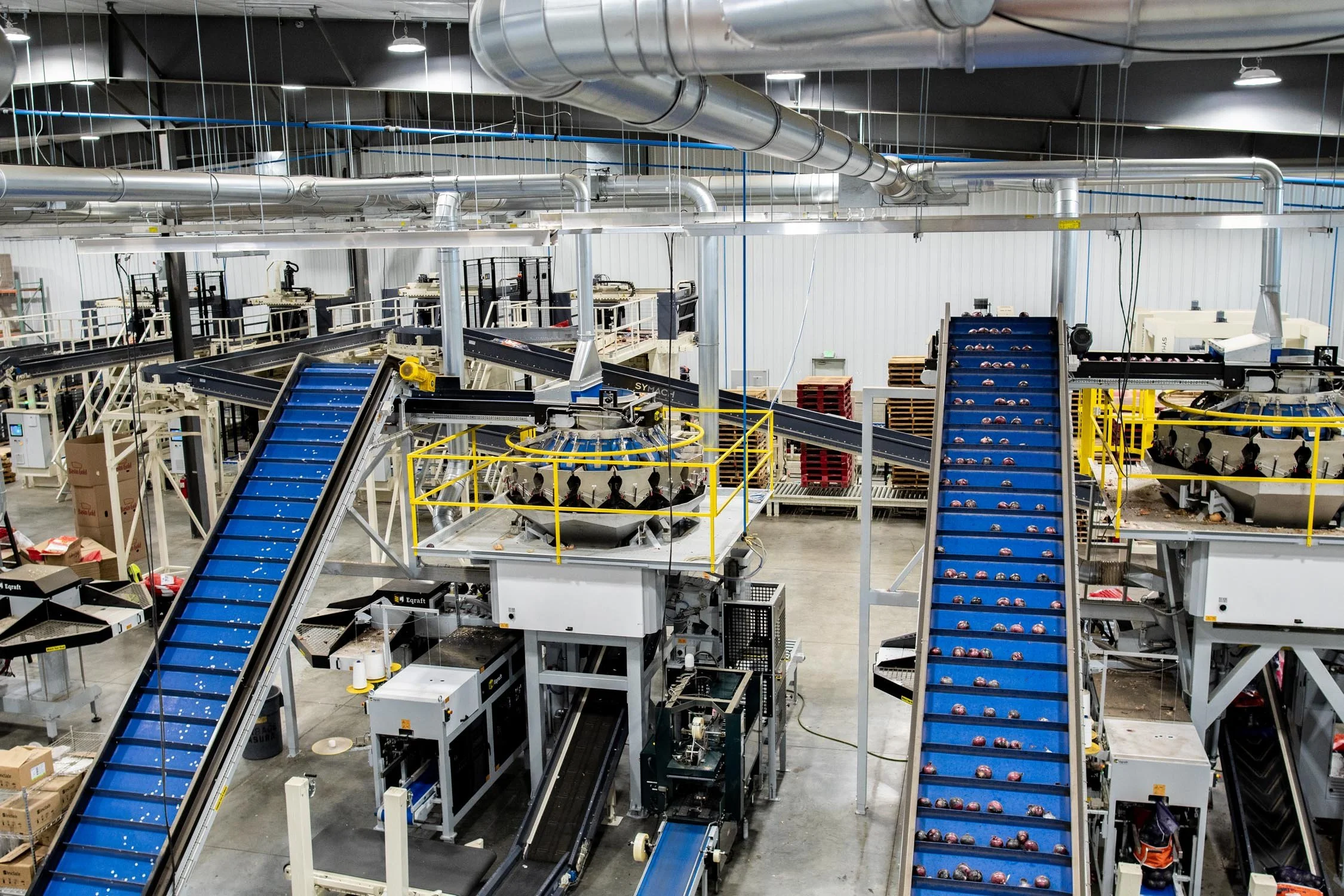 Eqraft_Modesta_Symach_Biometic_Eqrader_Optical_Onion_Potato_Grader_Binhandling_Combination_Scale_Weigher_Baxmatic_Autobagger_Cratefiller_Consumer_Packs_Baling_Line_05_Blue_Sky_Onions_NC1A_9414.jpg