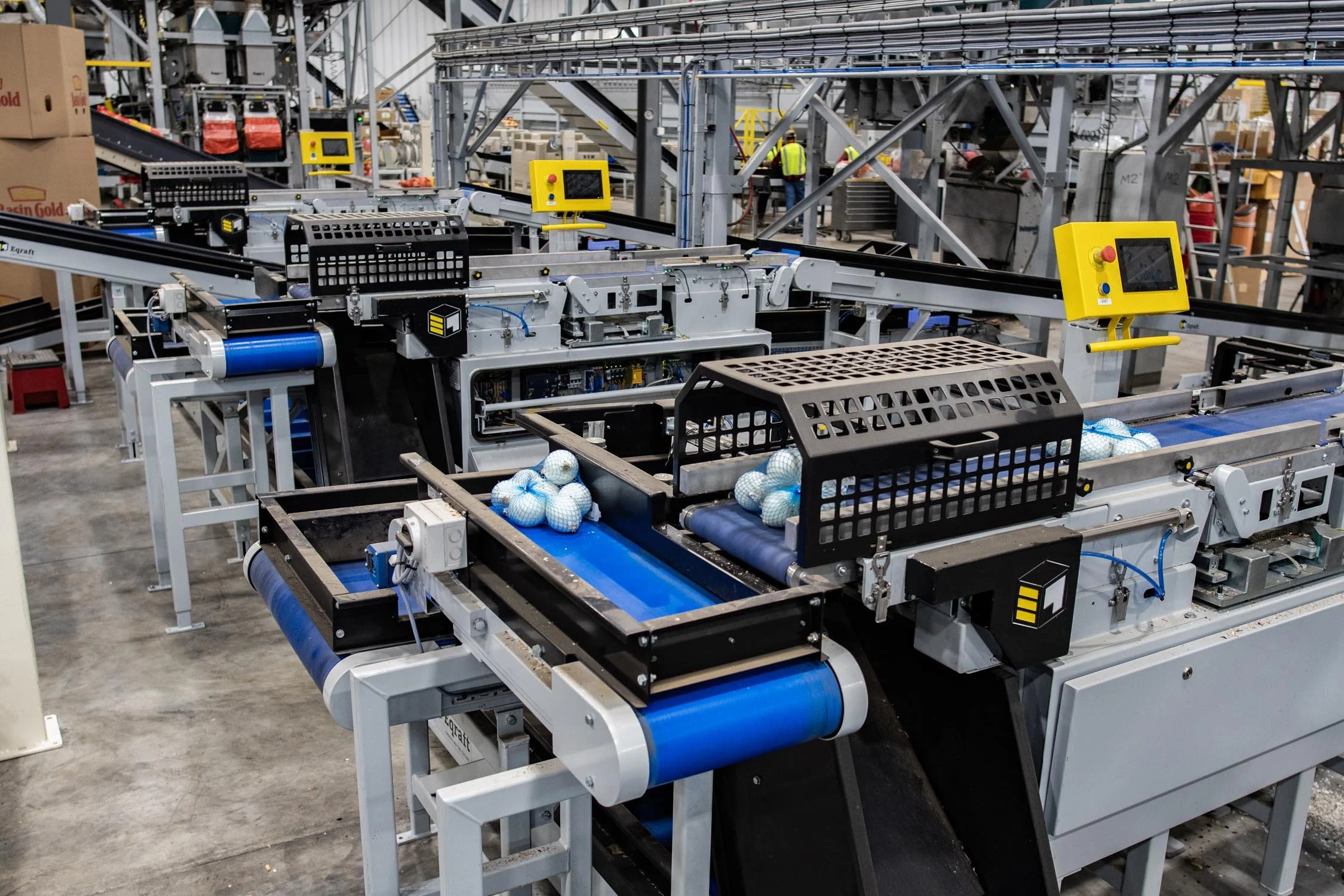 Eqraft_Modesta_Symach_Biometic_Eqrader_Optical_Onion_Potato_Grader_Binhandling_Combination_Scale_Weigher_Baxmatic_Autobagger_Cratefiller_Consumer_Packs_Baling_Line_05_Blue_Sky_Onions_NC1B_0901.jpg