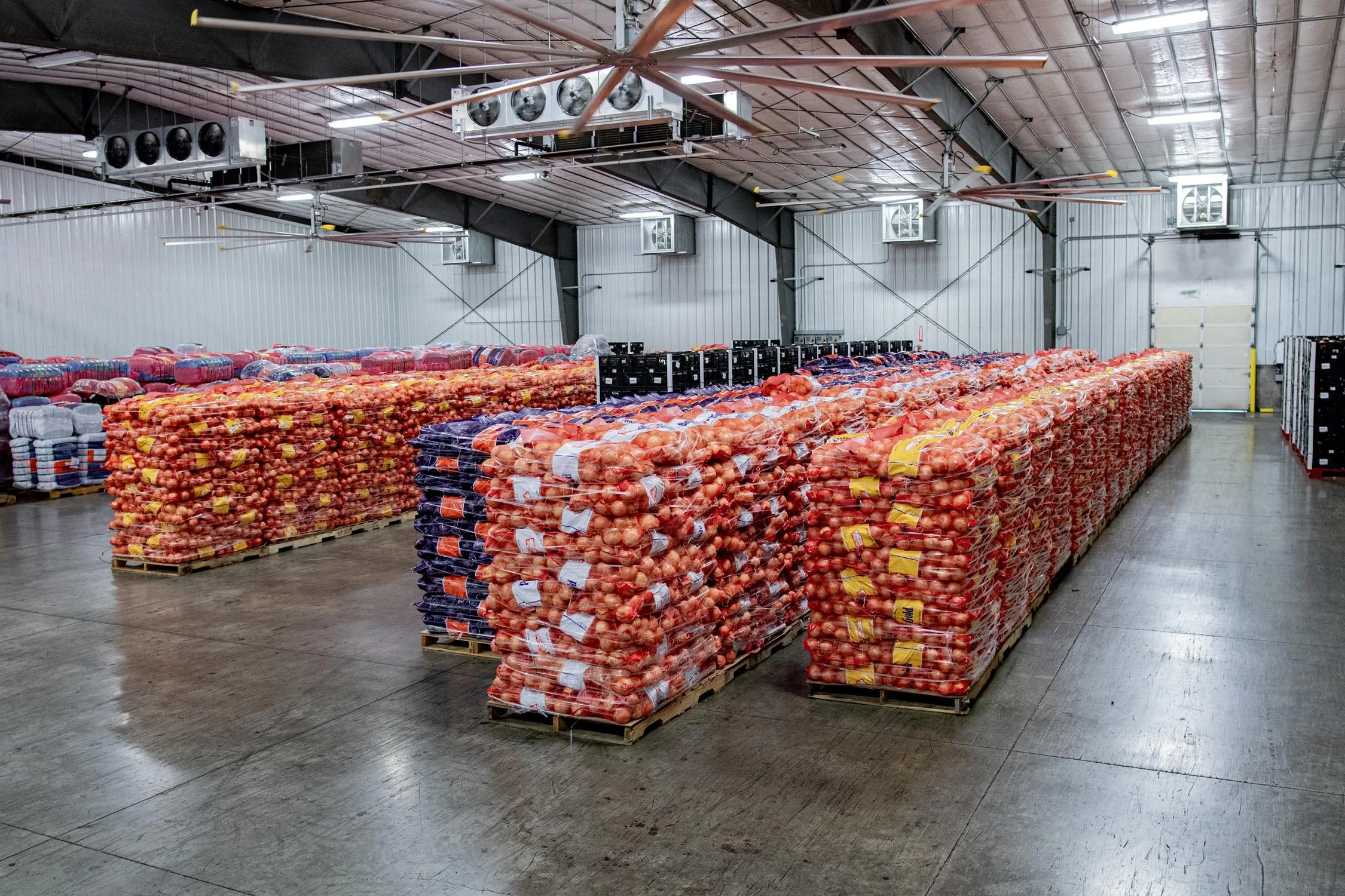 Eqraft_Modesta_Symach_Biometic_Eqrader_Optical_Onion_Potato_Grader_Binhandling_Combination_Scale_Weigher_Baxmatic_Autobagger_Cratefiller_Consumer_Packs_Baling_Line_05_Blue_Sky_Onions_NC1B_0959.jpg