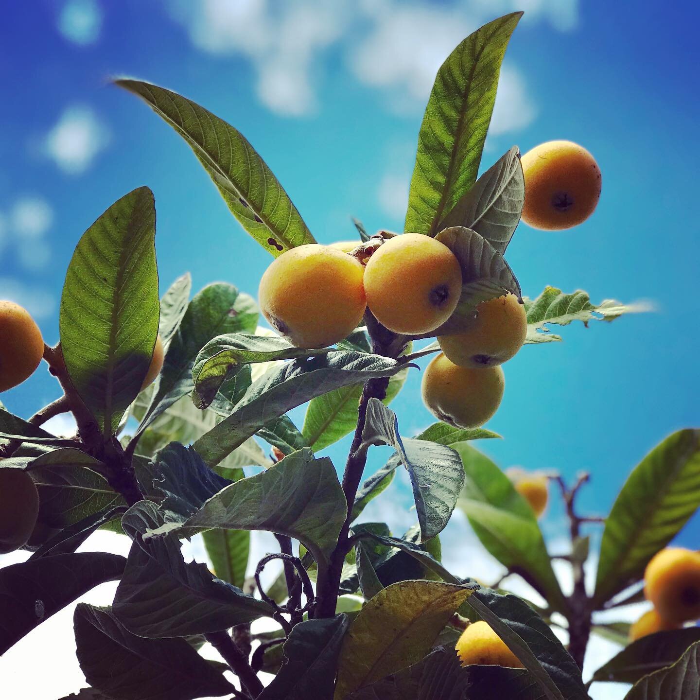 Today is Nespole day
&bull;
&bull;
&bull;
#puglia #southernitaly #summer #luxuryholidayrental