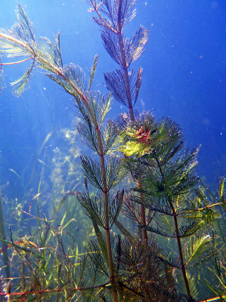 eurasian-watermilfoil.jpg