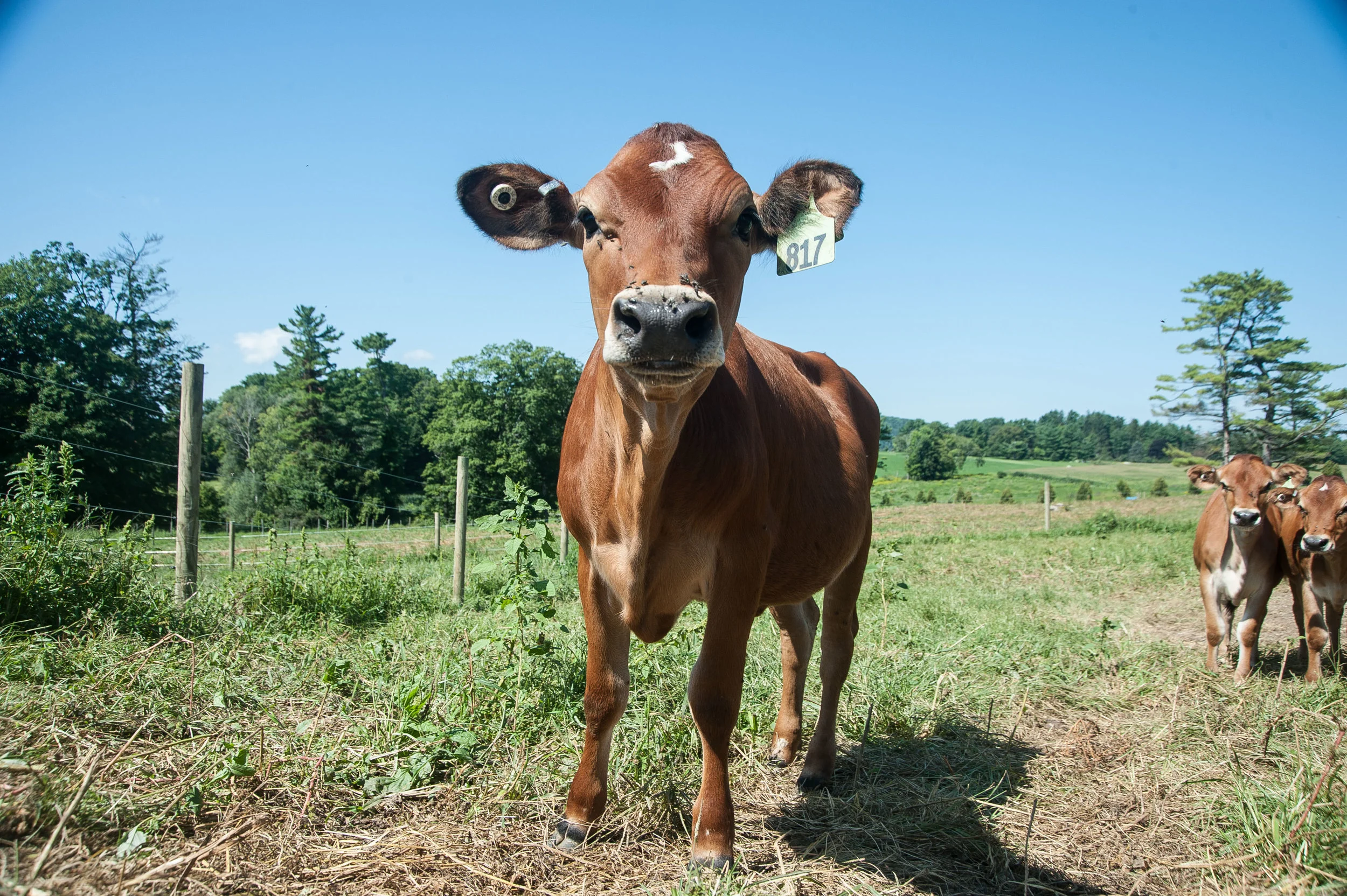 Made In The Berkshires: High Lawn Farm moving dairy into the future.
