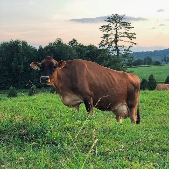 High Lawn Farm Jersey cow in green field.