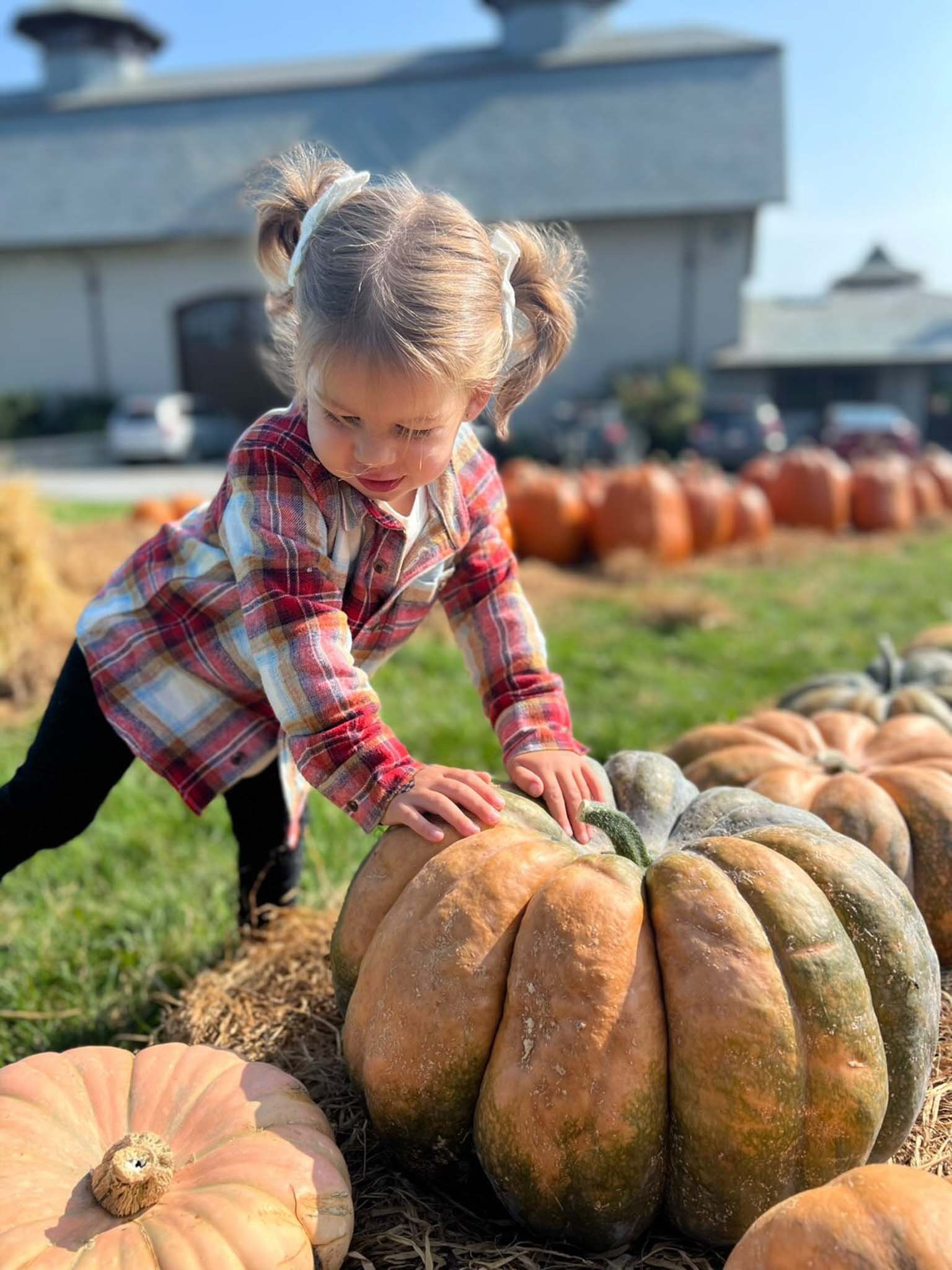 Pumpkin_Picking_OPT.jpg