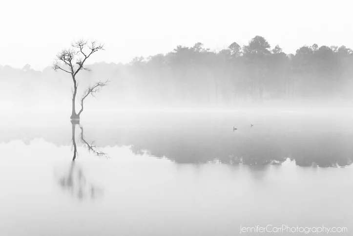 black and white photography, virginia beach photographer, stumpy lake pictures