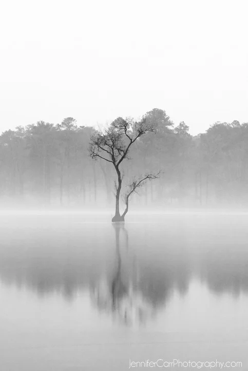 black and white photography, virginia beach photographer, stumpy lake pictures