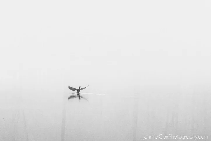 black and white photography, virginia beach photographer, stumpy lake pictures
