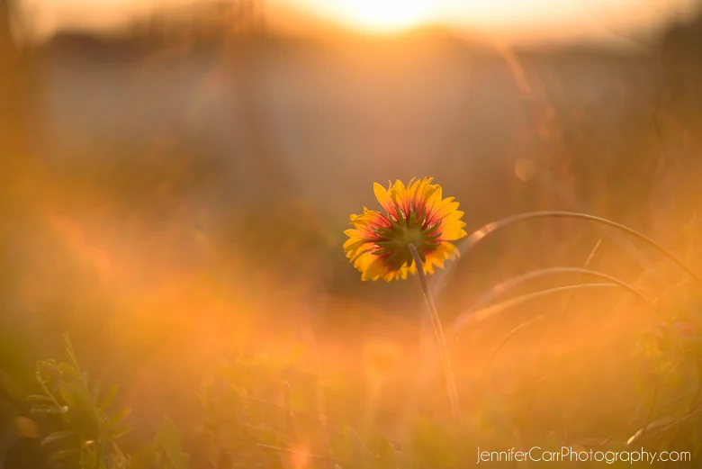 daisy, sunlight, photography, flowers, helios