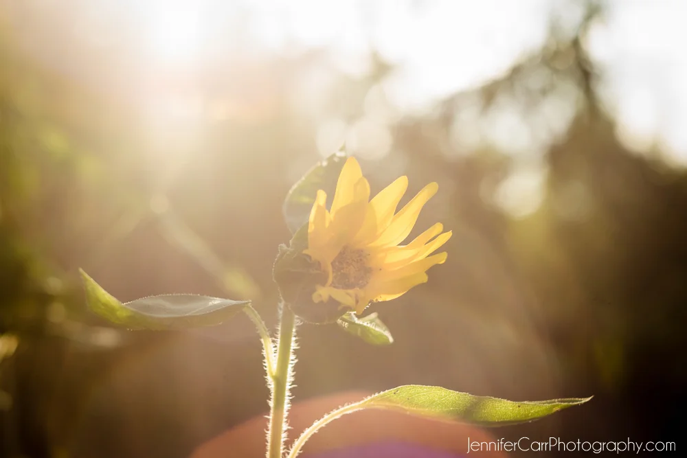 helios, garden, virginia beach