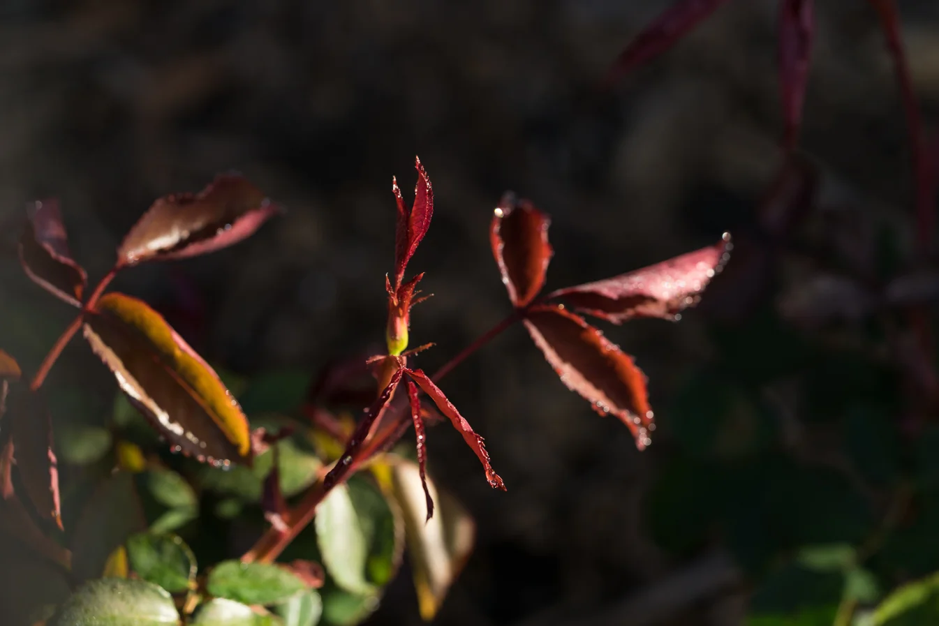 virginia beach backyard garden photography project