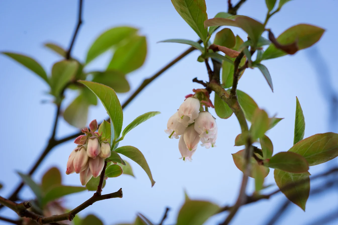 virginia beach backyard garden photography project