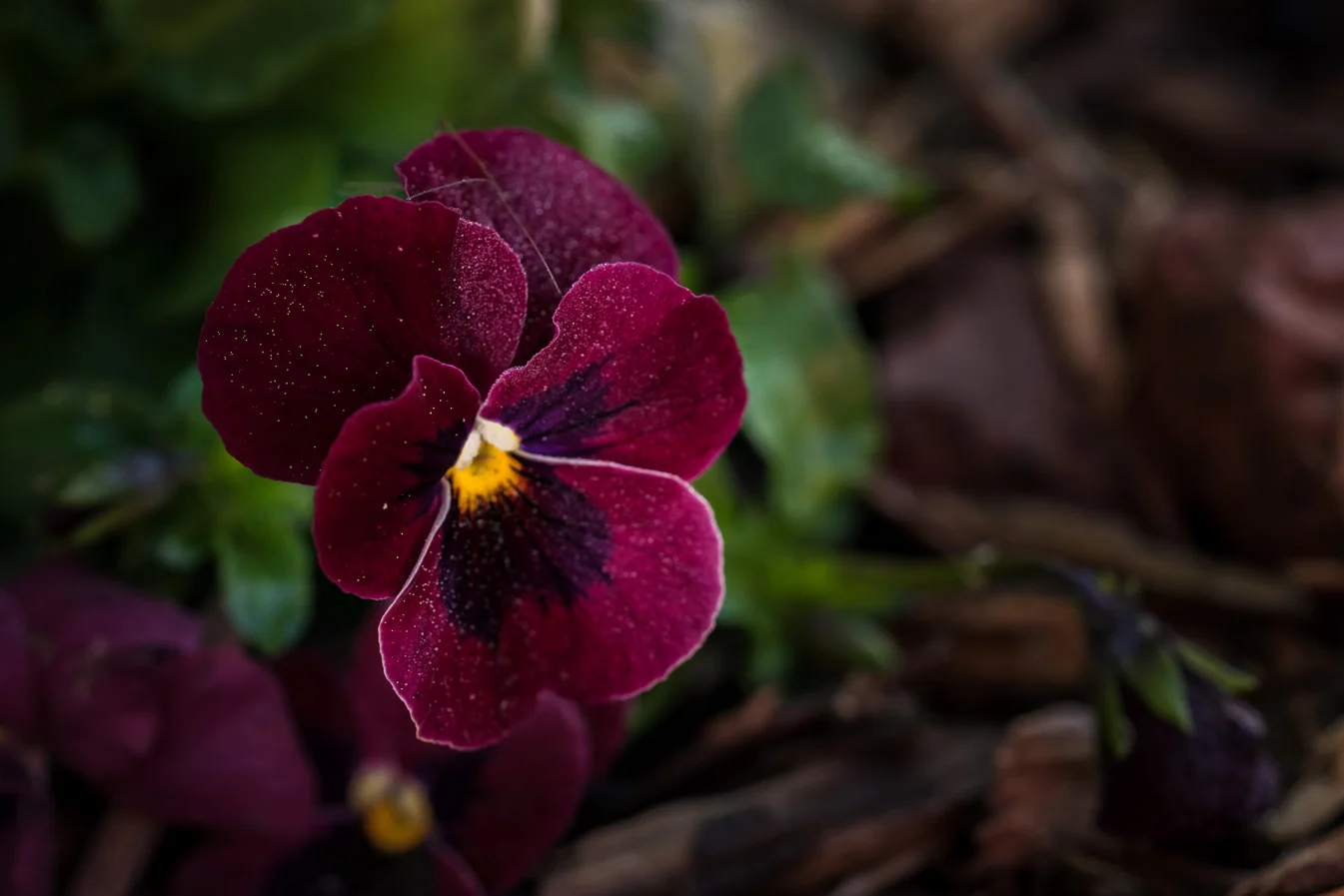 virginia beach backyard garden photography project