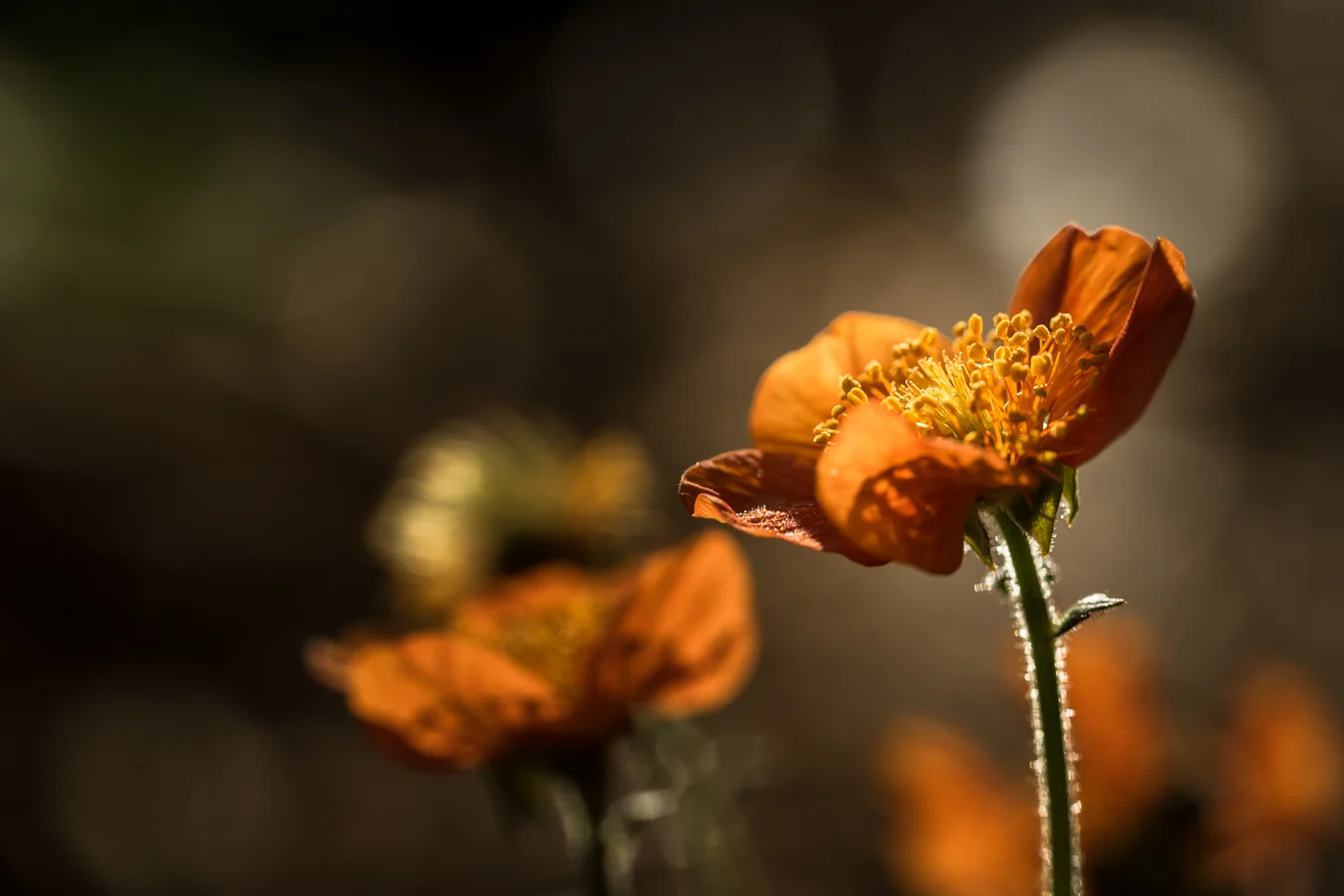 virginia beach backyard garden photography project