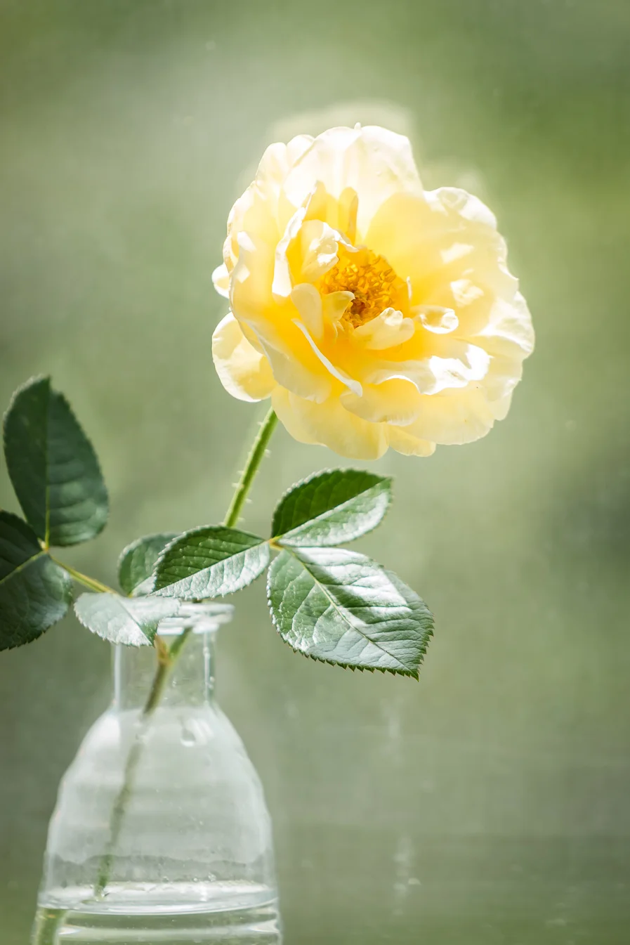 virginia beach backyard garden photography project