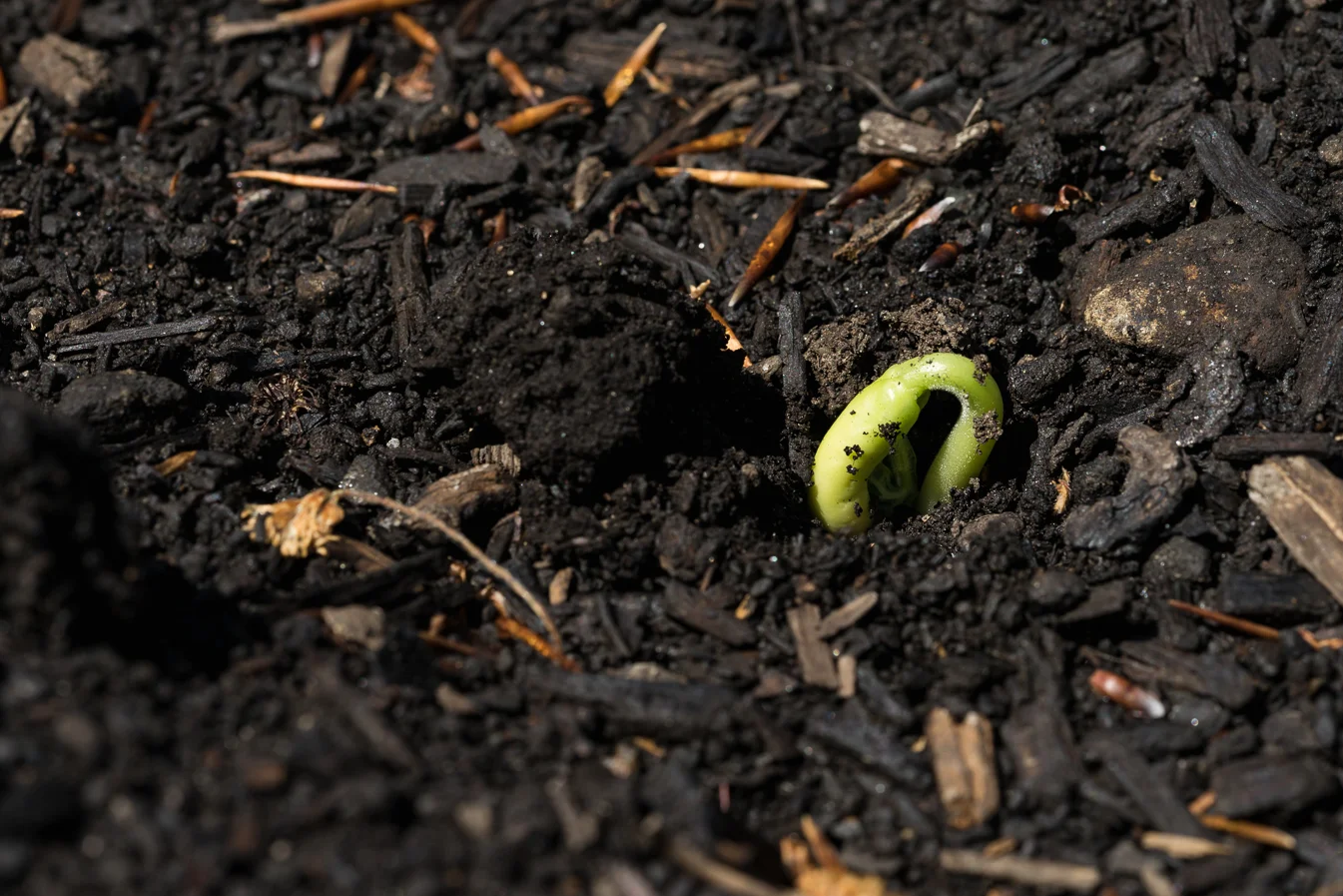 virginia beach backyard garden photography project