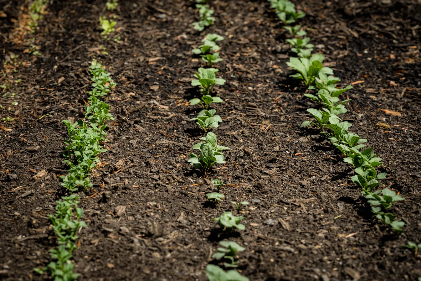 virginia beach backyard garden photography project
