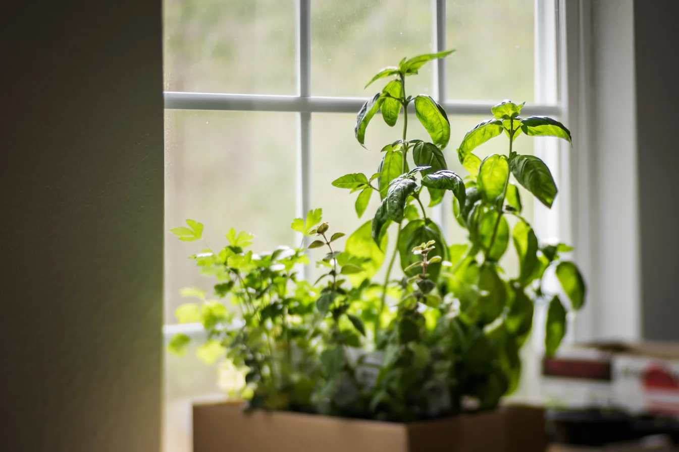 virginia beach backyard garden photography project