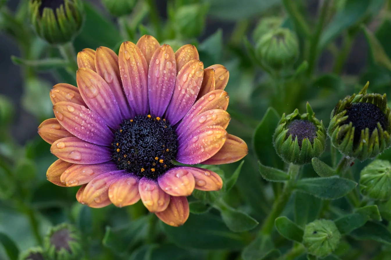 virginia beach backyard garden photography project