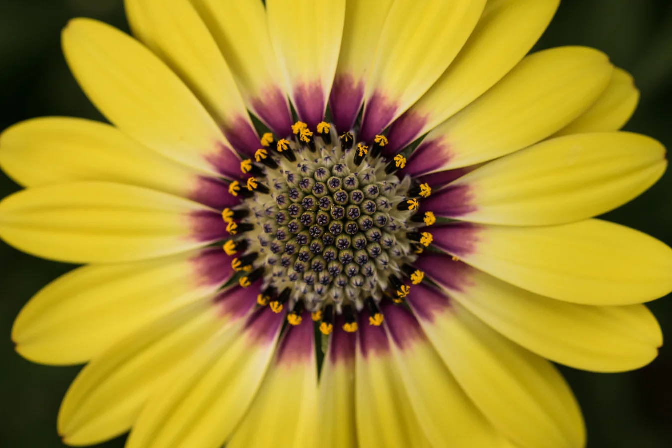 virginia beach backyard garden photography project