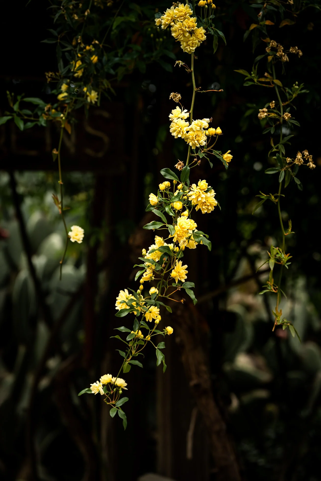 big sur bakery, floral photography, nature